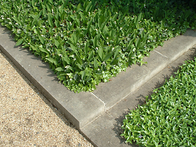 Einzelgrab mit Blühaspekt trotz extensiver Pflege, Invalidenfriedhof, Berlin-Mitte