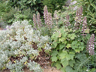 Die ausdauernde Bepflanzung ist auf die Niederschläge und Lage an der Nordsee mit mildem Klima perfekt abgestimmt, Privatgarten, Niedersachsen