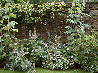 Silberkerzen (Cimicifuga spec.) und buntblättrige Funkien (Hosta spec.) vor Natursteinmauer, Privatgarten, Niedersachsen